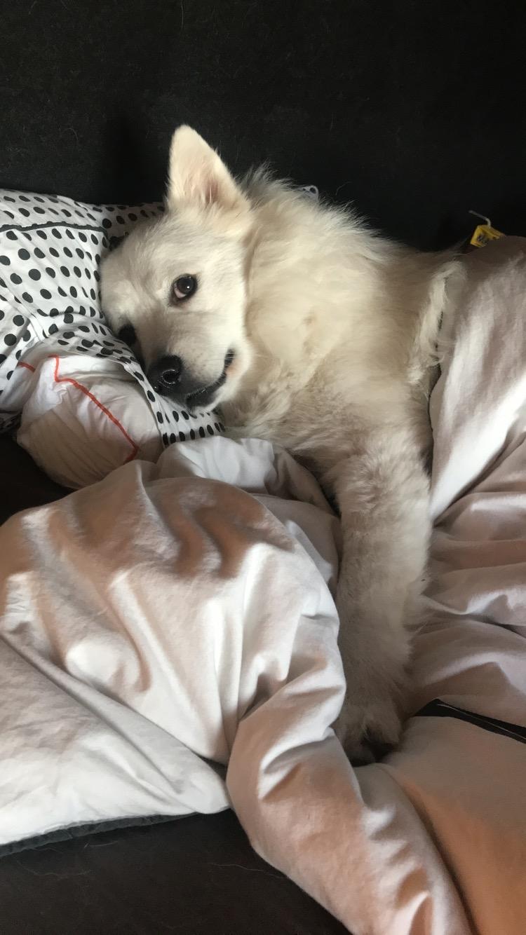 Blanding af racer Kanta billede 20