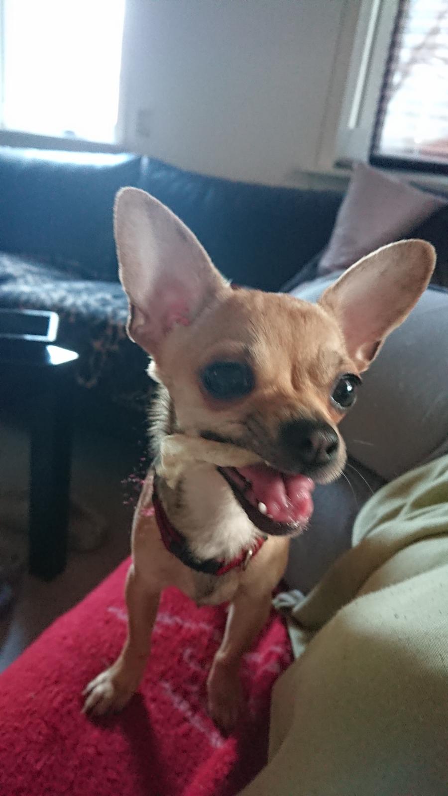 Chihuahua Nessi billede 10