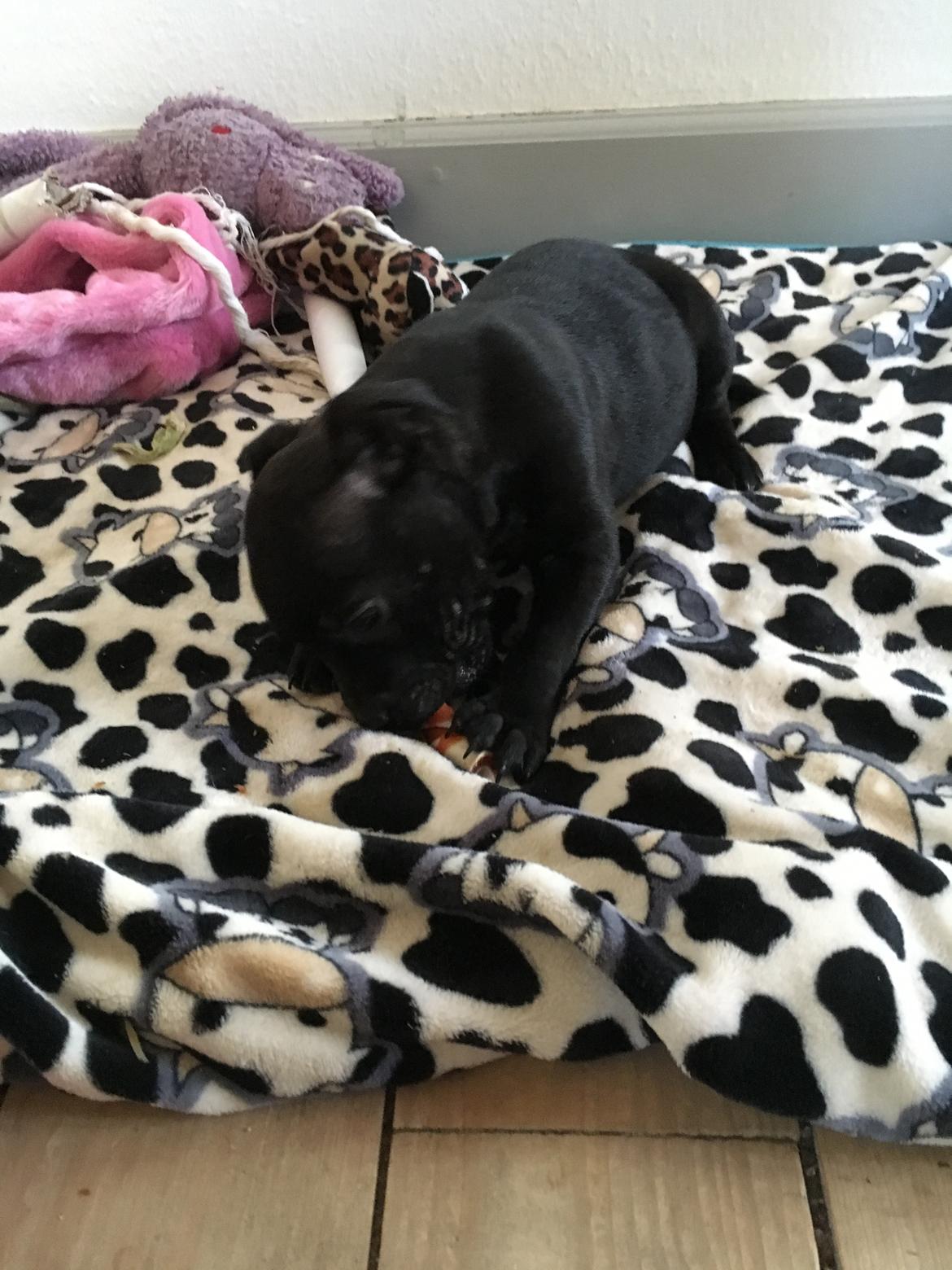 Staffordshire bull terrier Mason billede 24