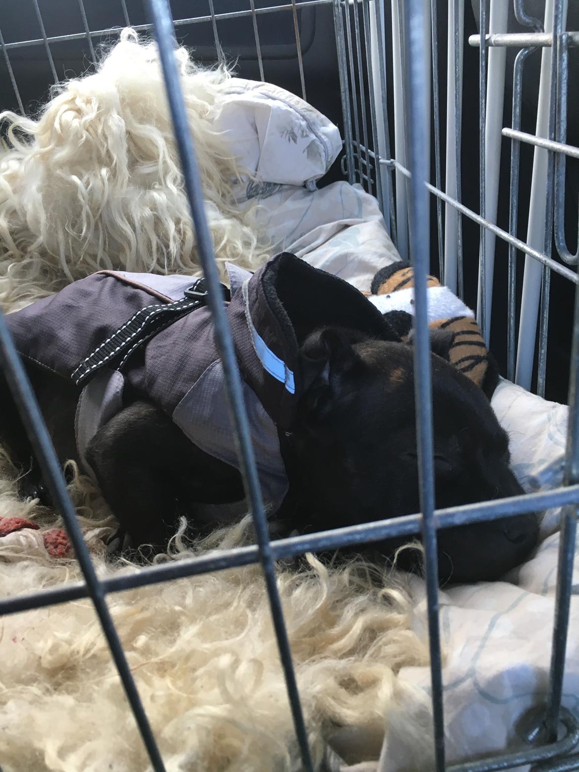 Staffordshire bull terrier Mason billede 25