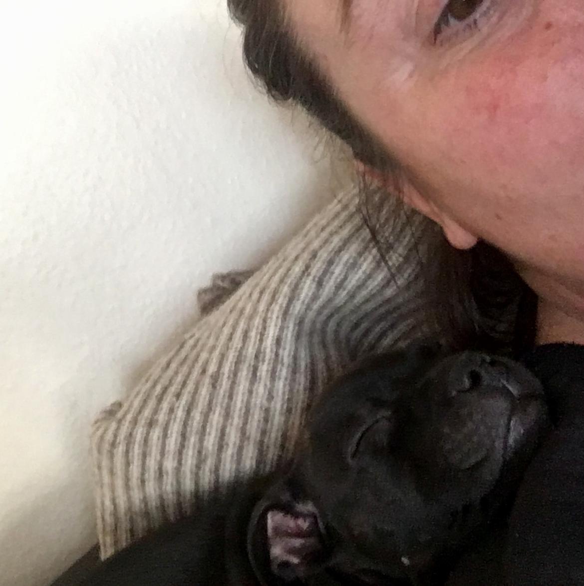 Staffordshire bull terrier Mason billede 27