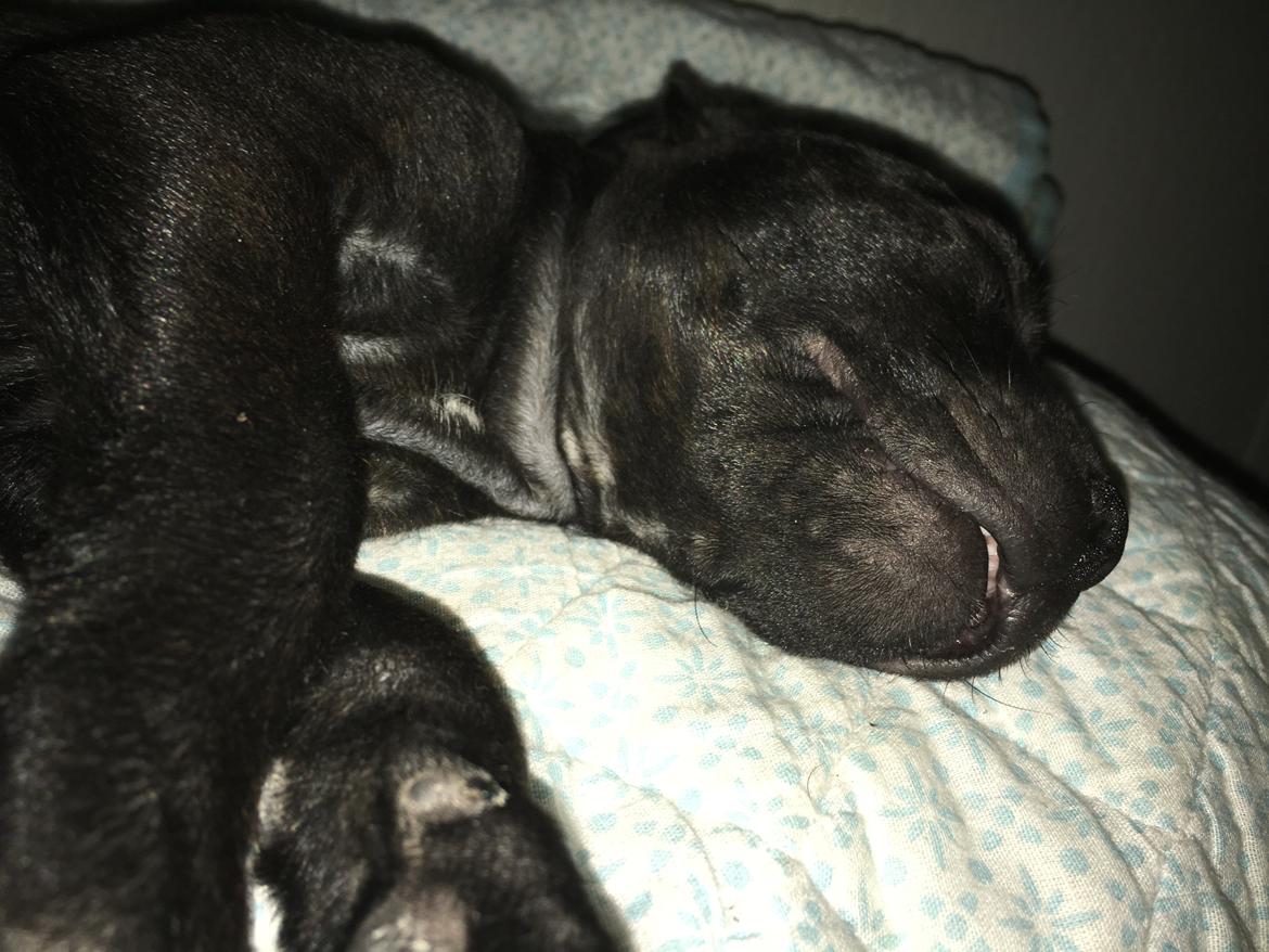 Staffordshire bull terrier Mason billede 26