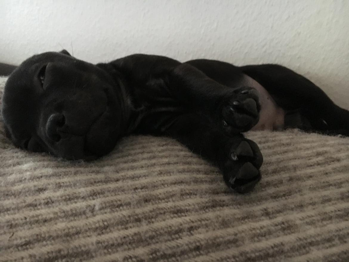 Staffordshire bull terrier Mason billede 28