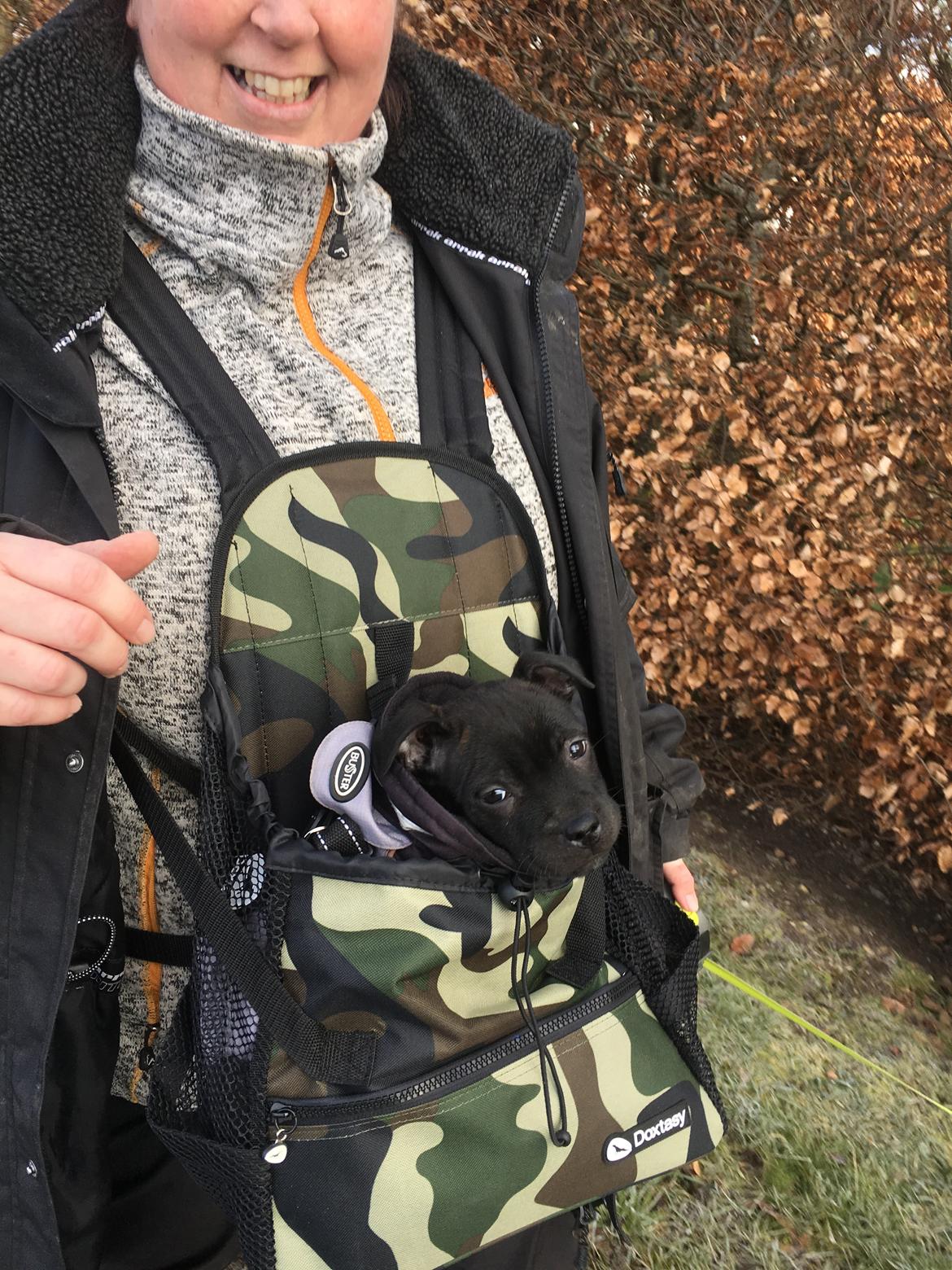 Staffordshire bull terrier Mason billede 29