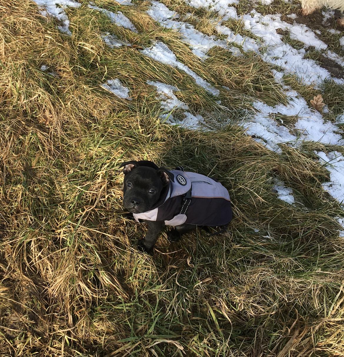 Staffordshire bull terrier Mason billede 30