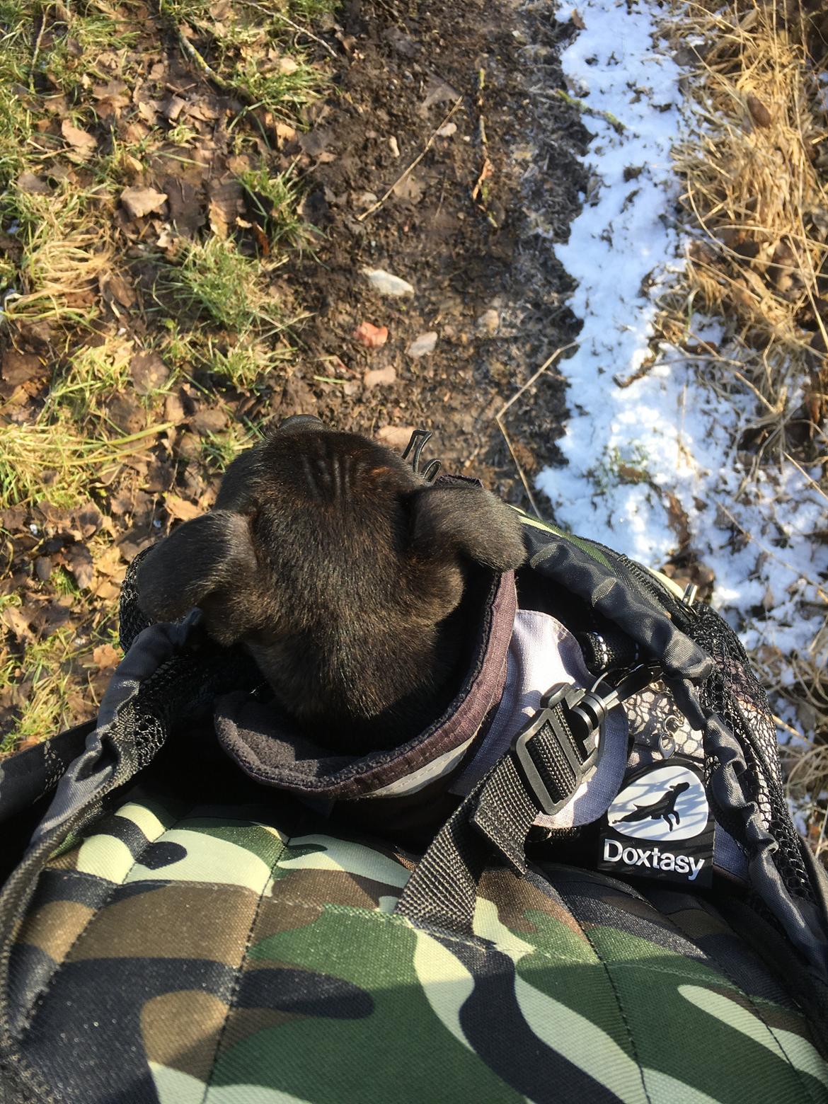 Staffordshire bull terrier Mason billede 31