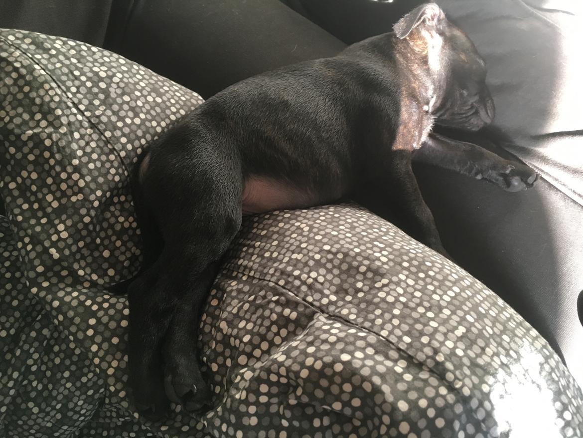 Staffordshire bull terrier Mason billede 32