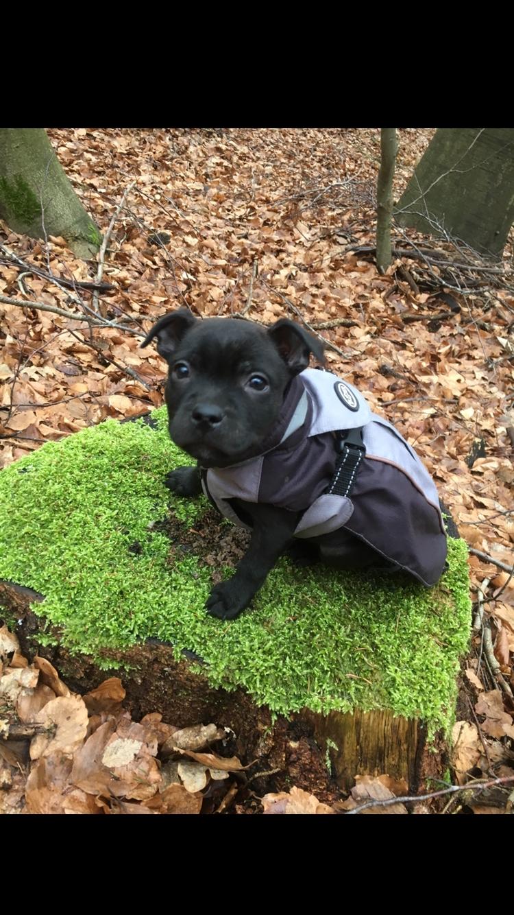 Staffordshire bull terrier Mason billede 34