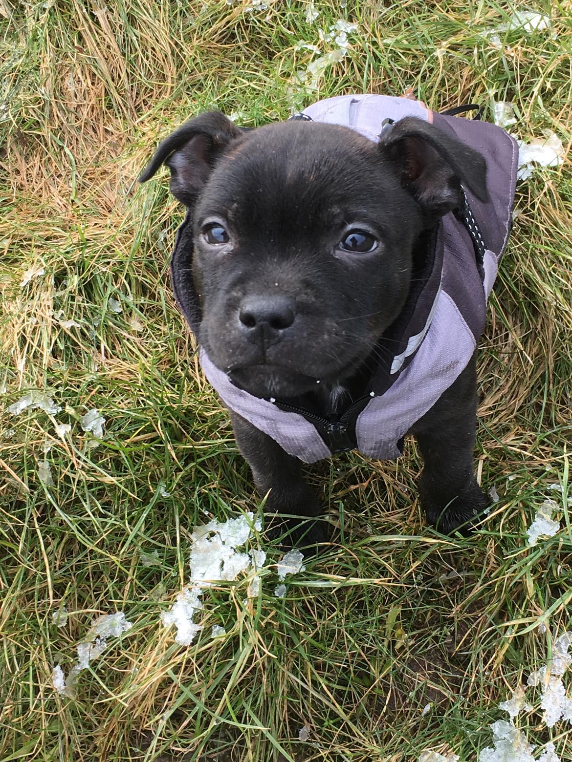 Staffordshire bull terrier Mason billede 33