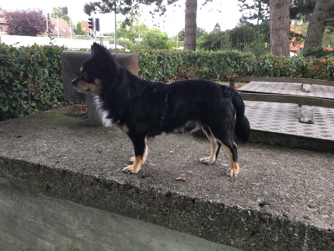 Chihuahua R.I.P Pago Pjevsen billede 2