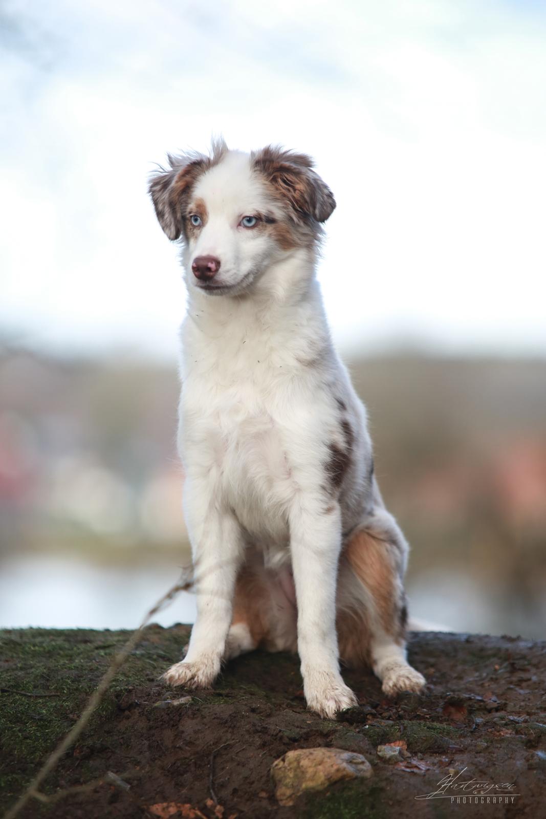 Miniature American Shepherd LilSunKiss Queen Bee - Jitsu billede 15