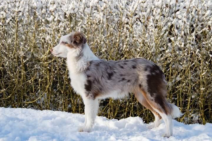 Miniature American Shepherd LilSunKiss Queen Bee - Jitsu billede 16