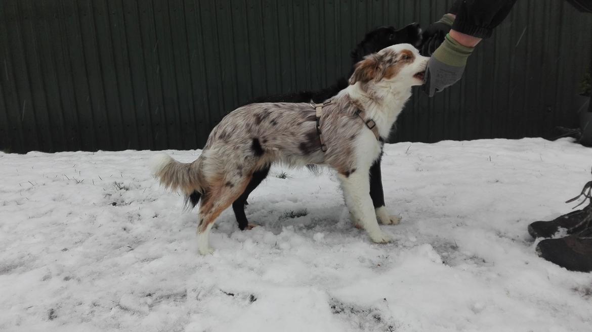 Miniature American Shepherd LilSunKiss Queen Bee - Jitsu billede 17