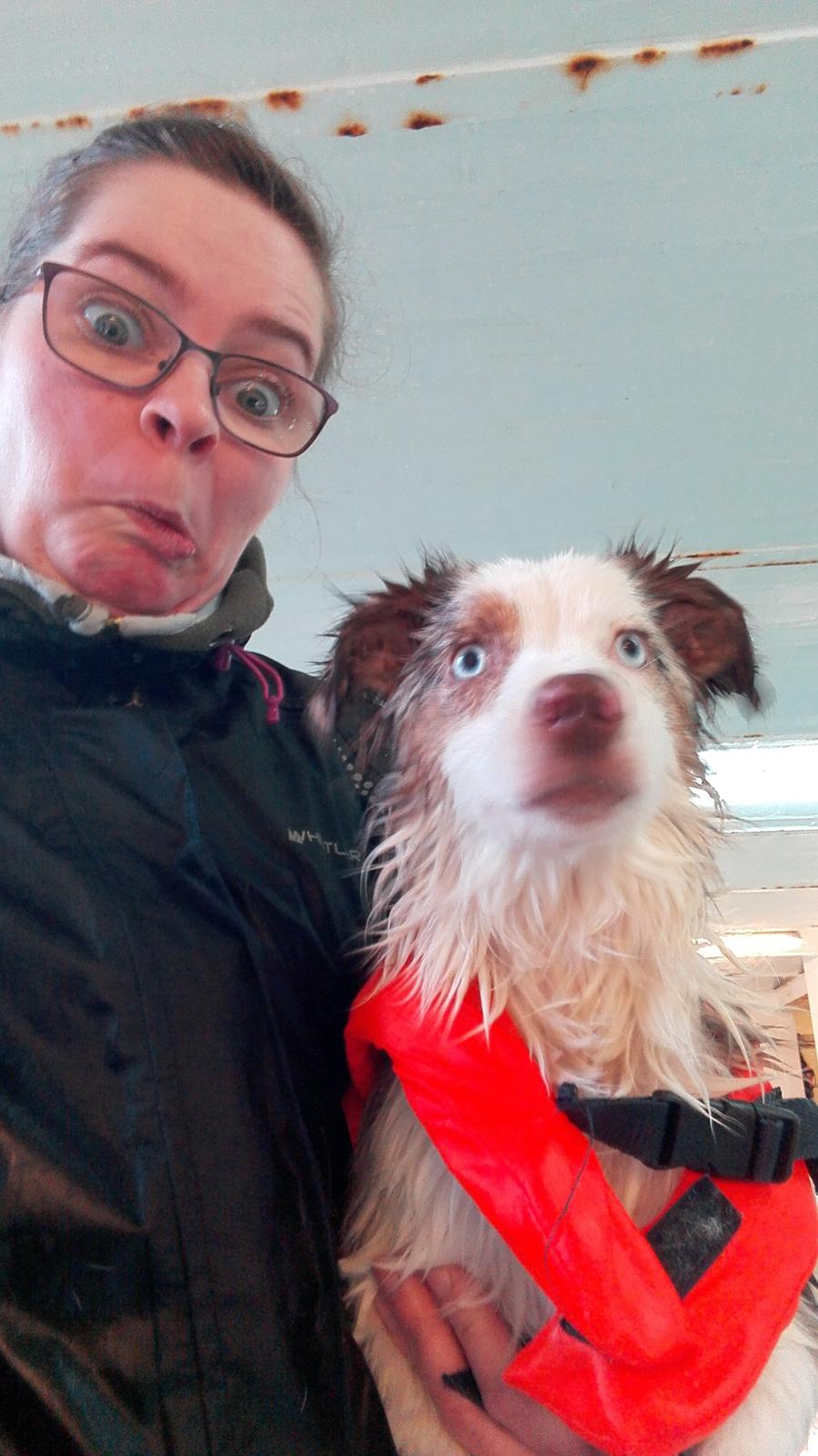 Miniature American Shepherd LilSunKiss Queen Bee - Jitsu billede 21