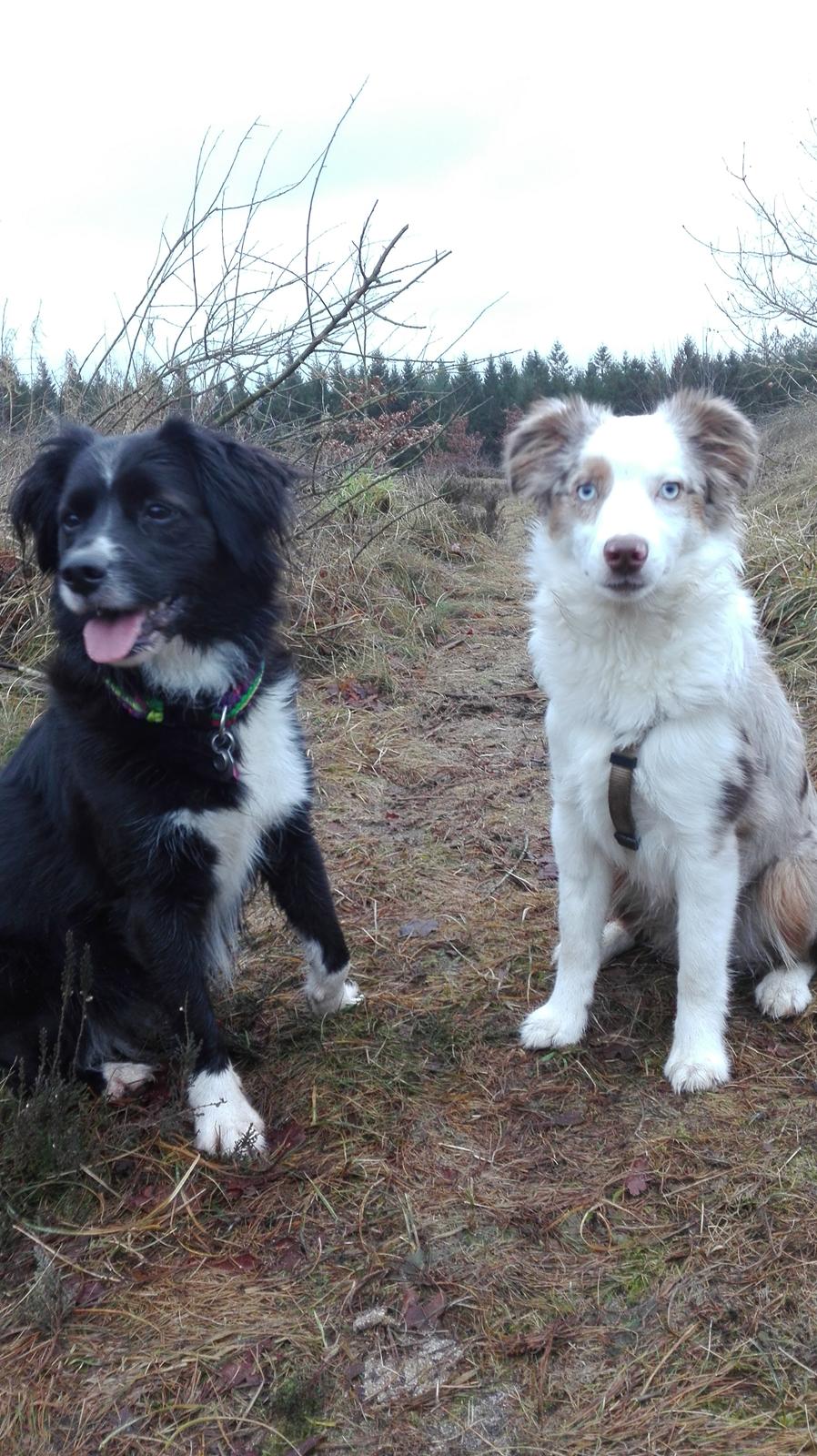 Miniature American Shepherd LilSunKiss Queen Bee - Jitsu billede 20