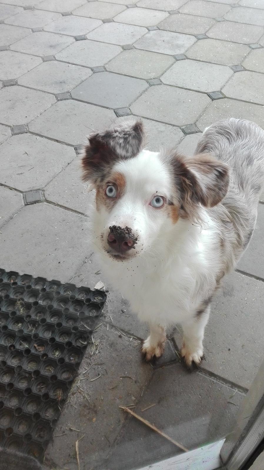 Miniature American Shepherd LilSunKiss Queen Bee - Jitsu billede 19