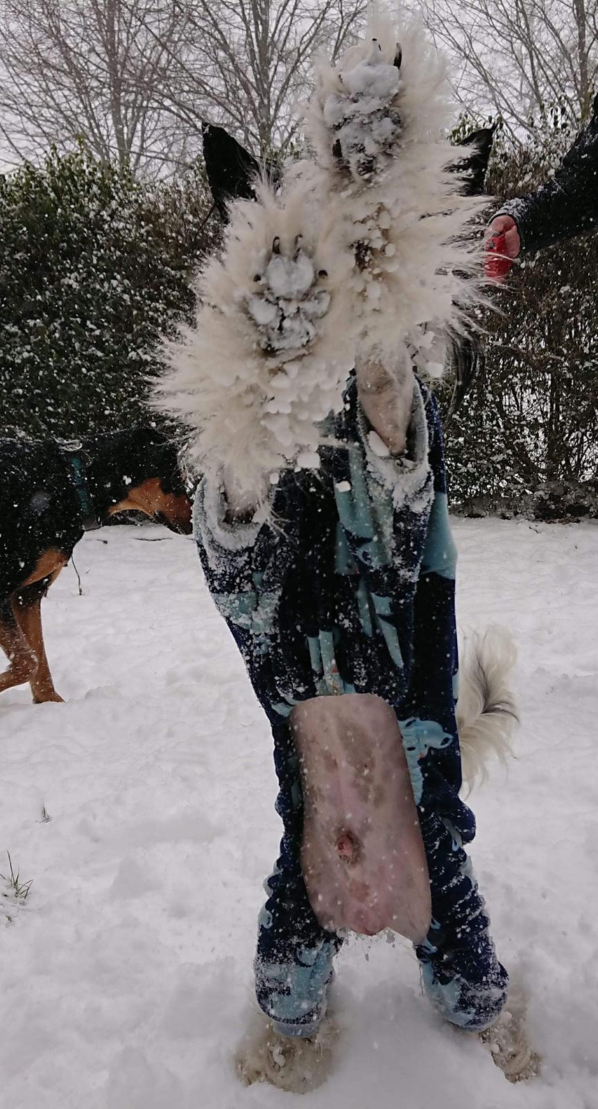 Chinese crested hårløs Jax billede 46