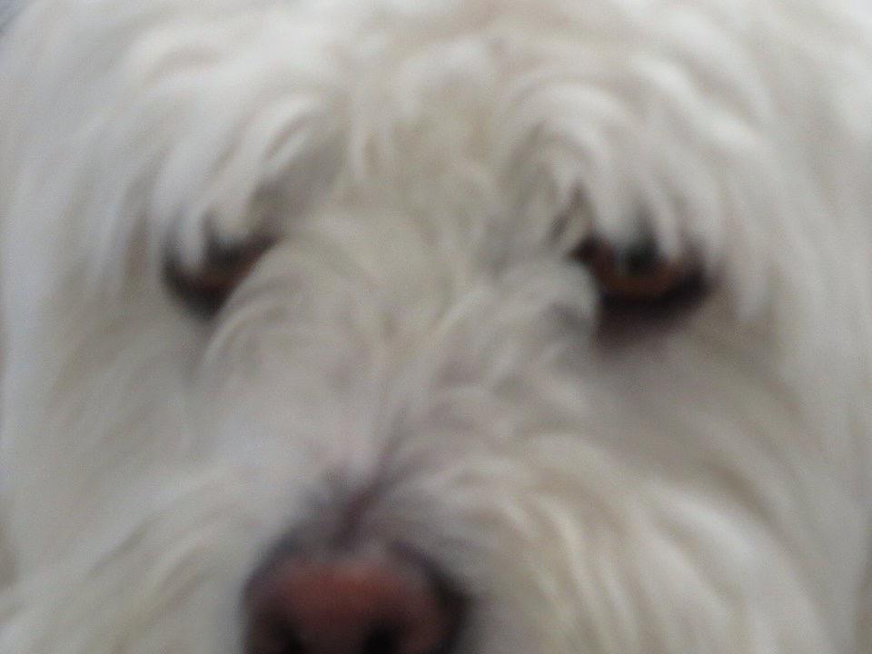 Coton de tulear Valde billede 2