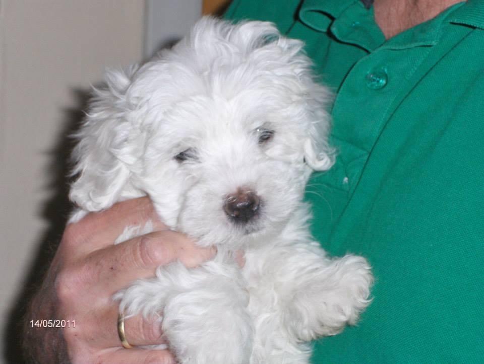 Coton de tulear Valde billede 1