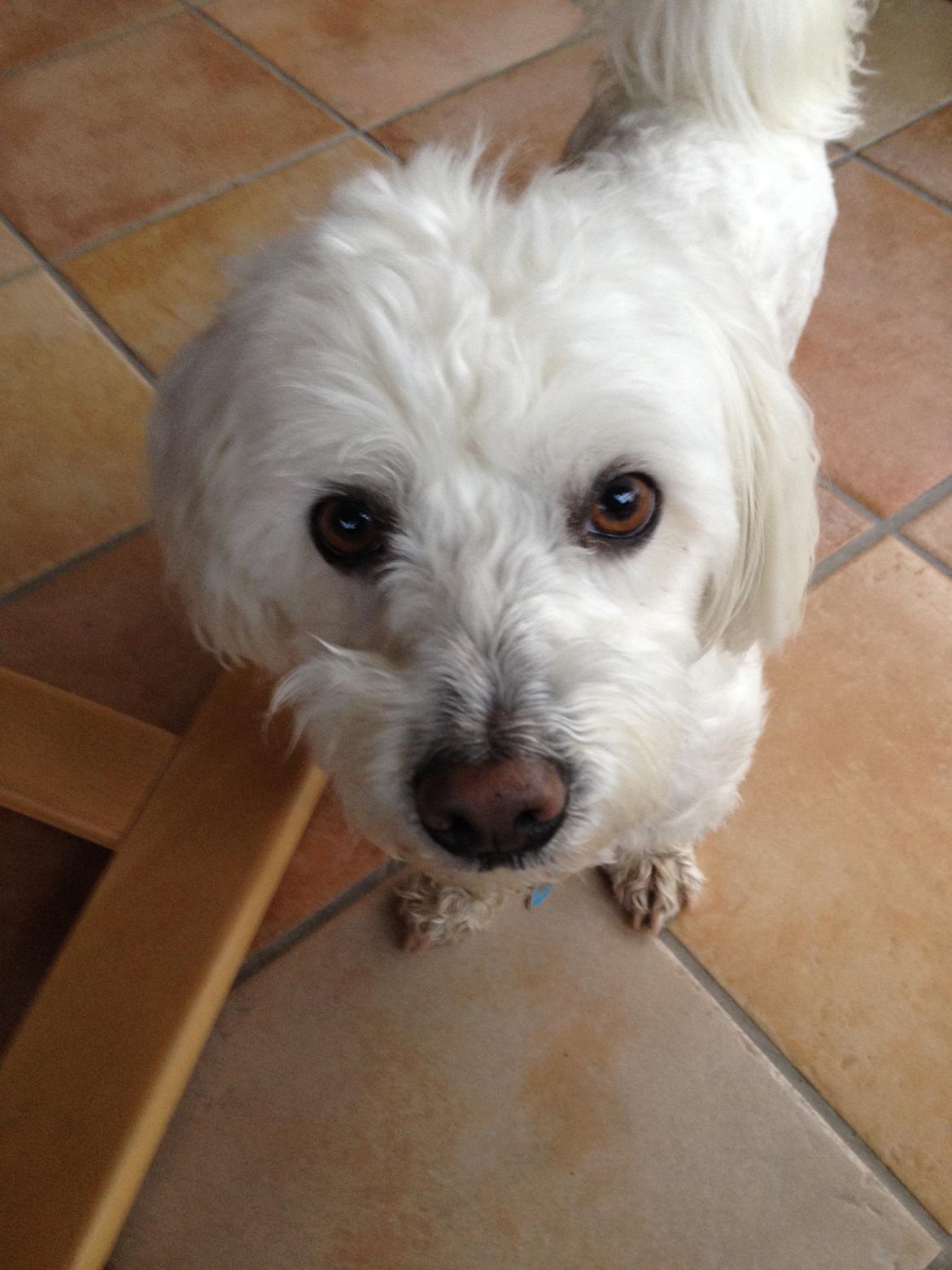 Coton de tulear Valde billede 4