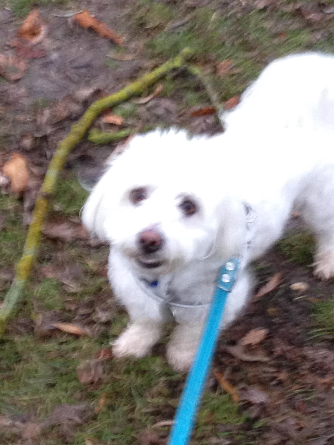 Coton de tulear Valde billede 5