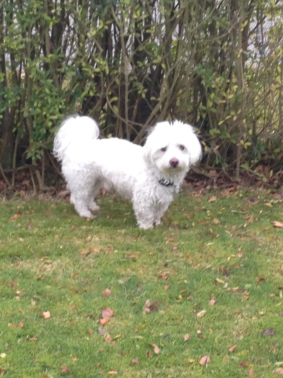 Coton de tulear Valde billede 6