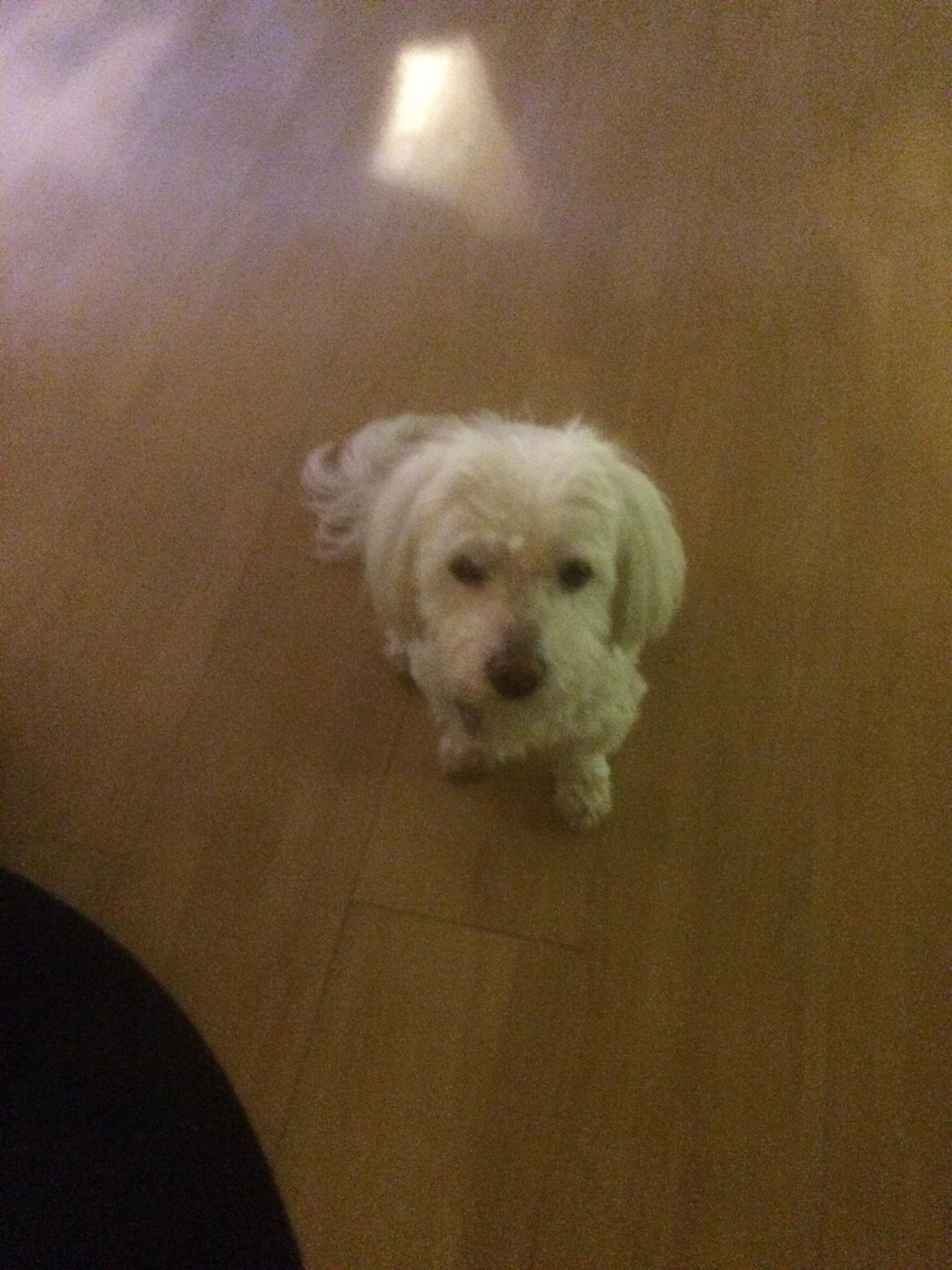 Coton de tulear Valde billede 7