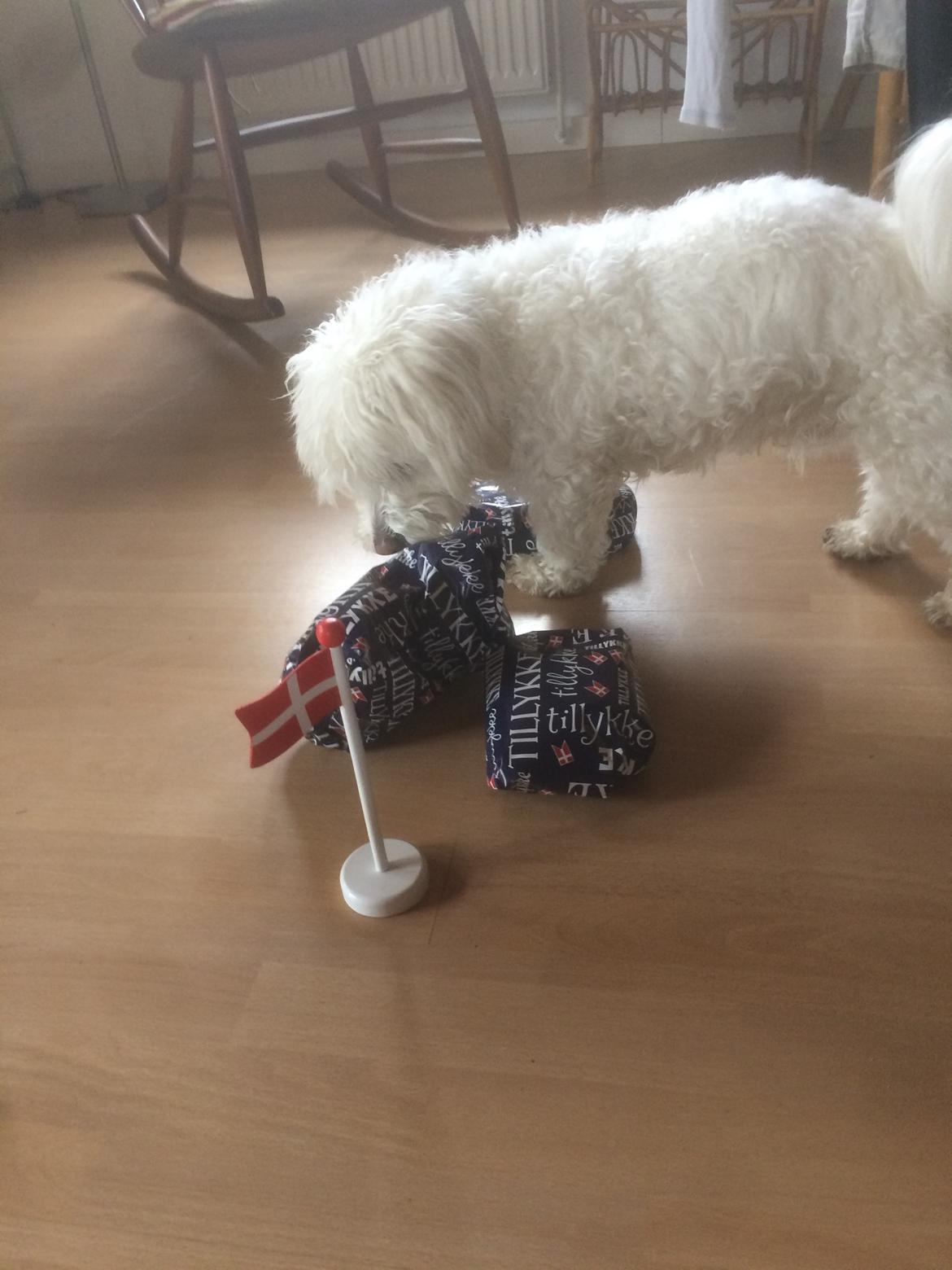 Coton de tulear Valde billede 9