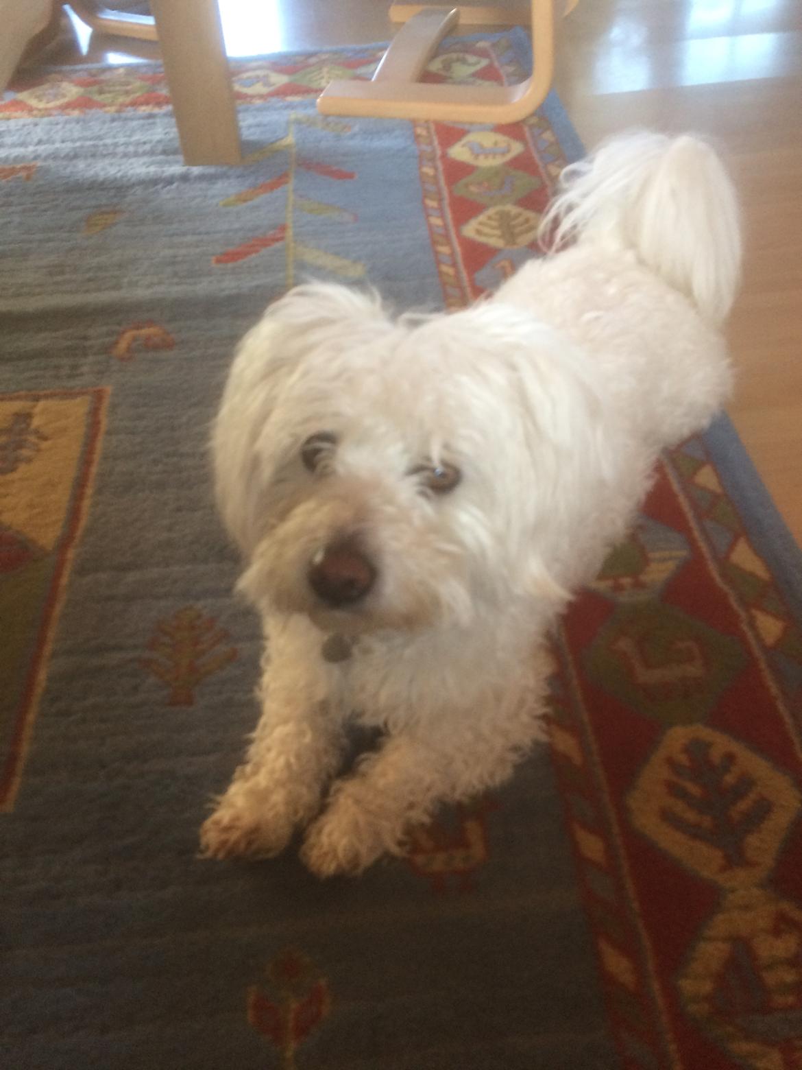 Coton de tulear Valde billede 10