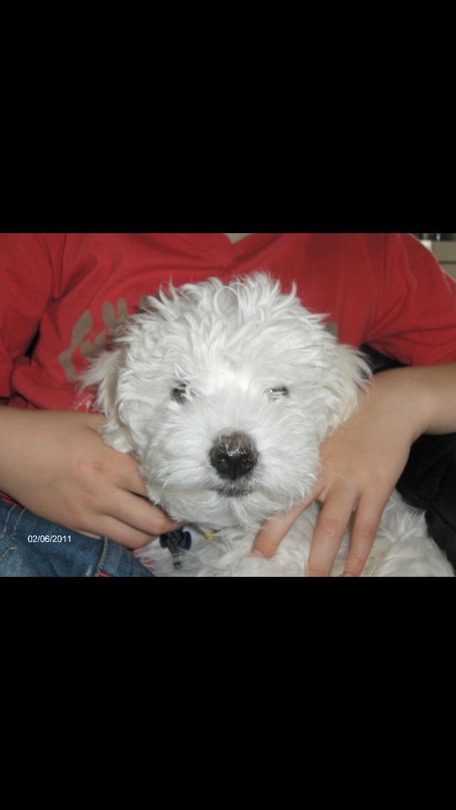 Coton de tulear Valde billede 11