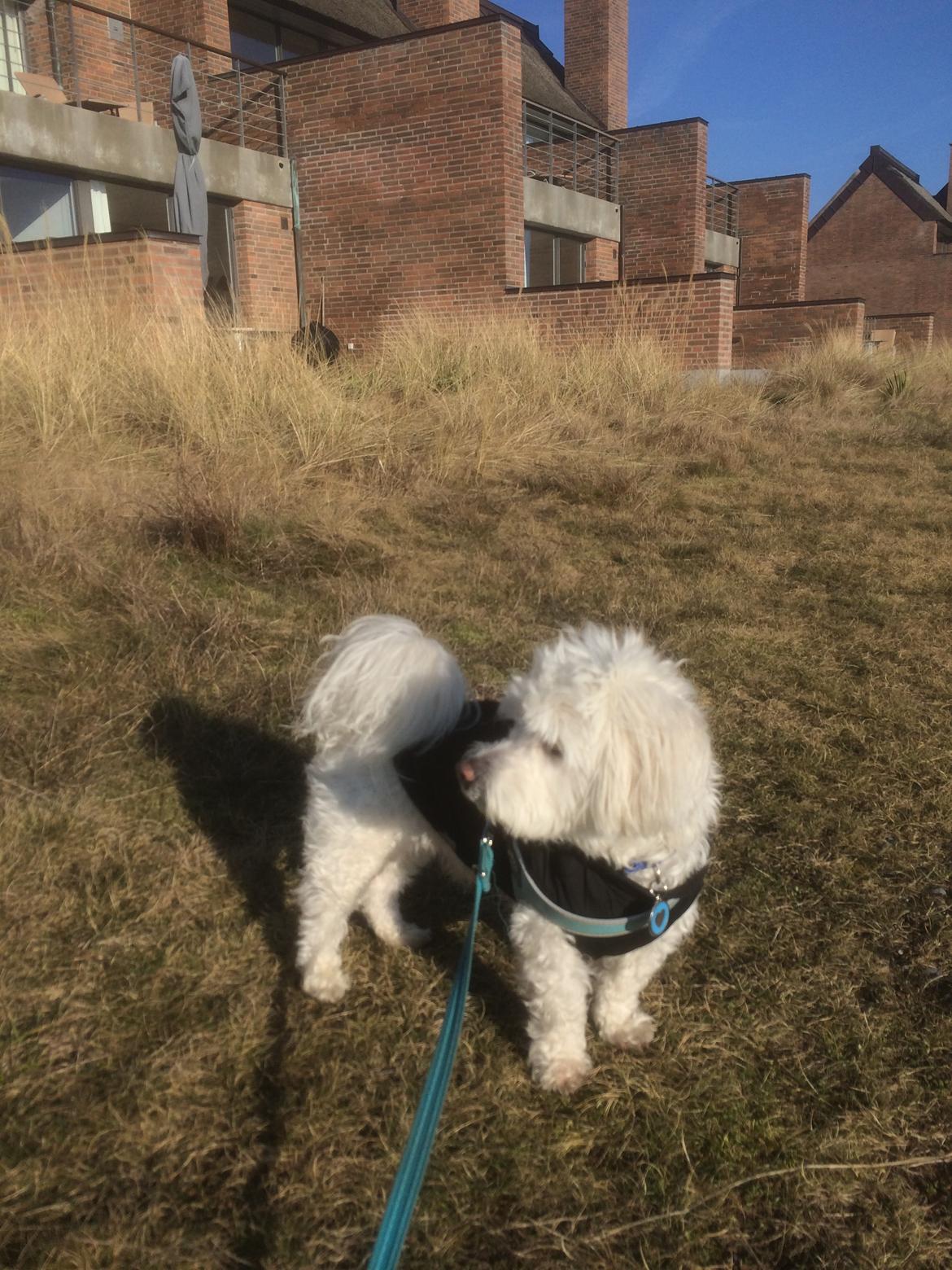 Coton de tulear Valde billede 8