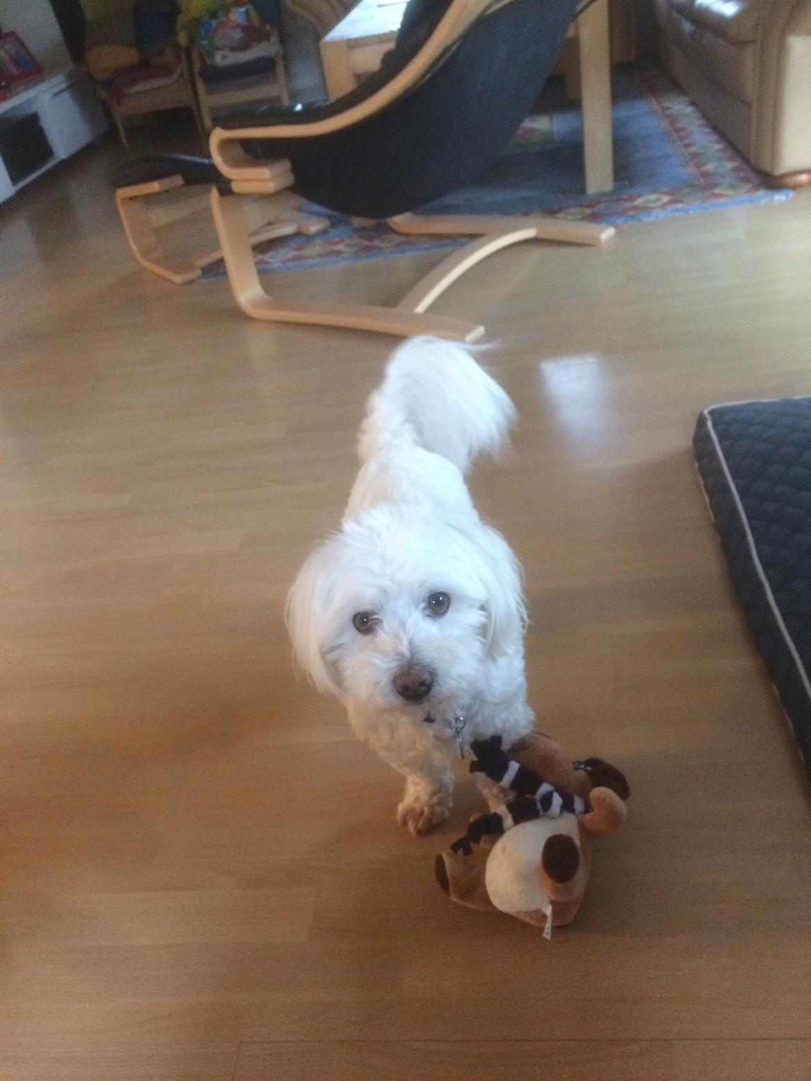 Coton de tulear Valde billede 13