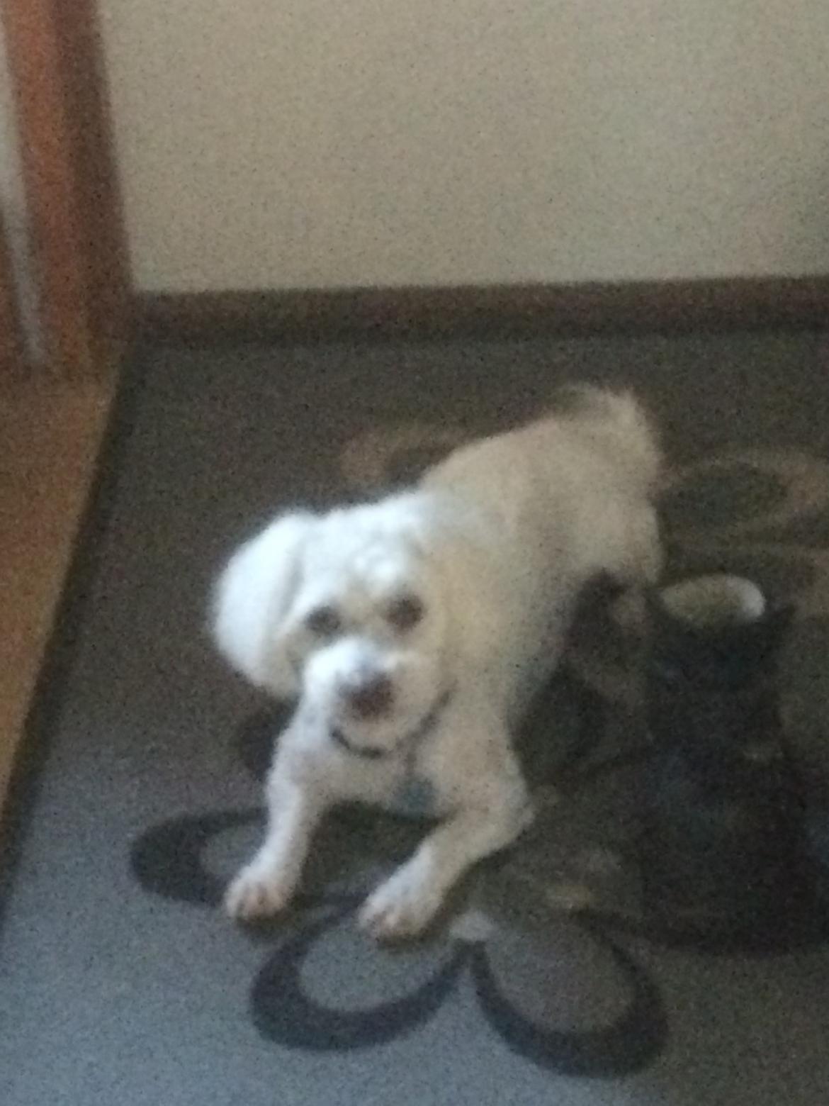 Coton de tulear Valde billede 12