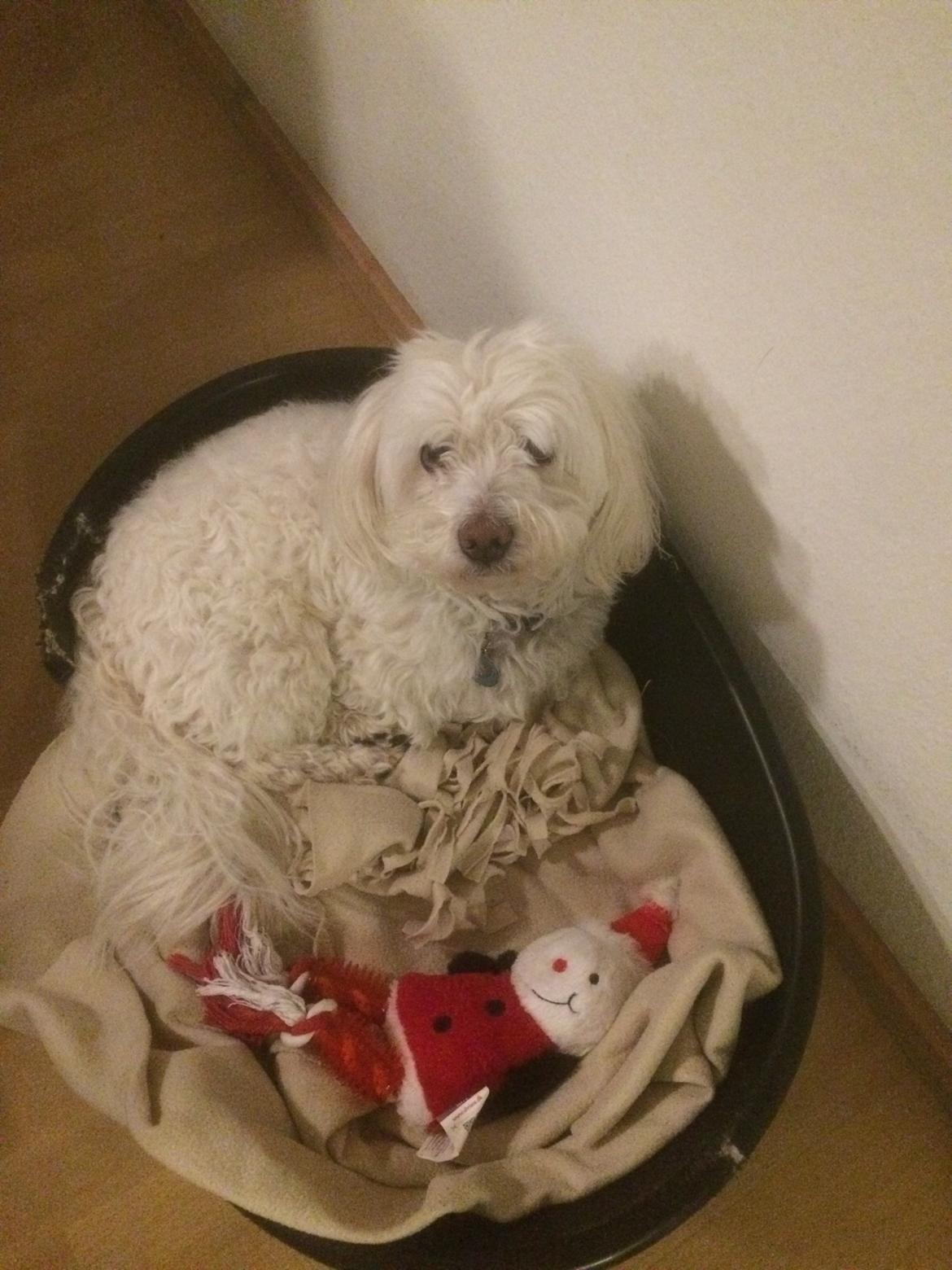 Coton de tulear Valde billede 14