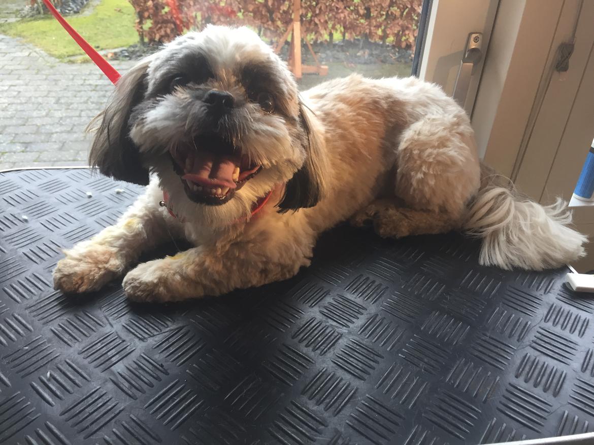 Shih tzu Bella billede 2