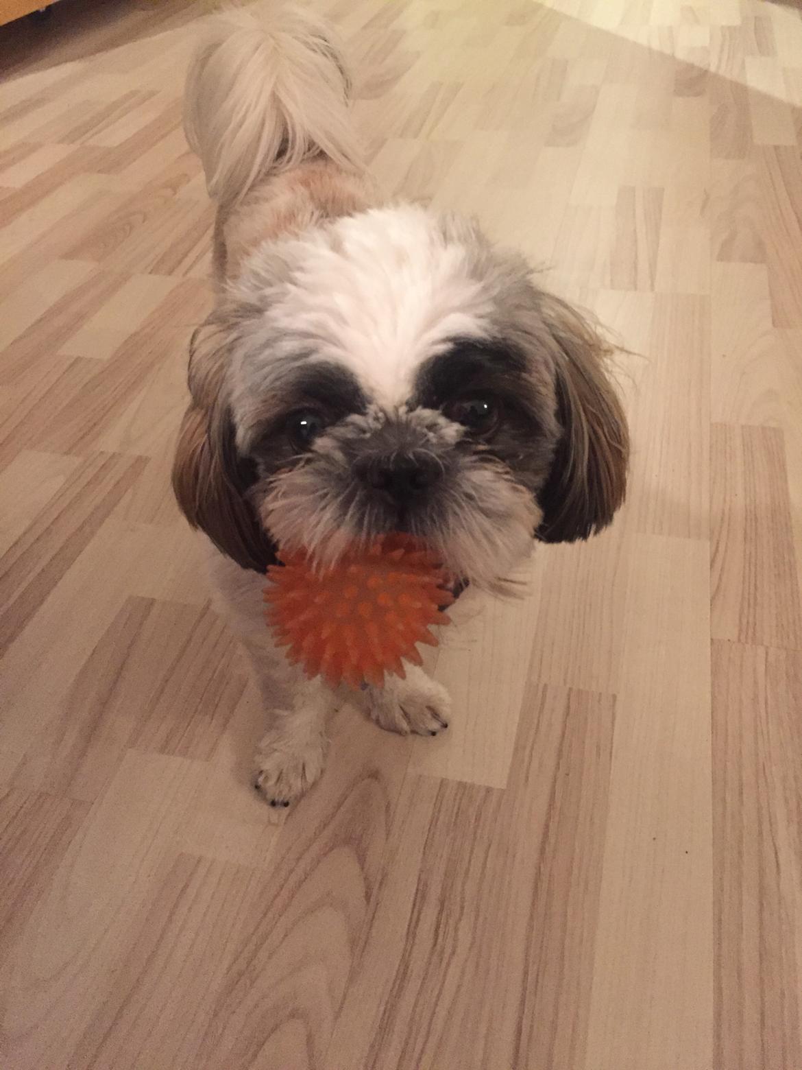 Shih tzu Bella billede 7