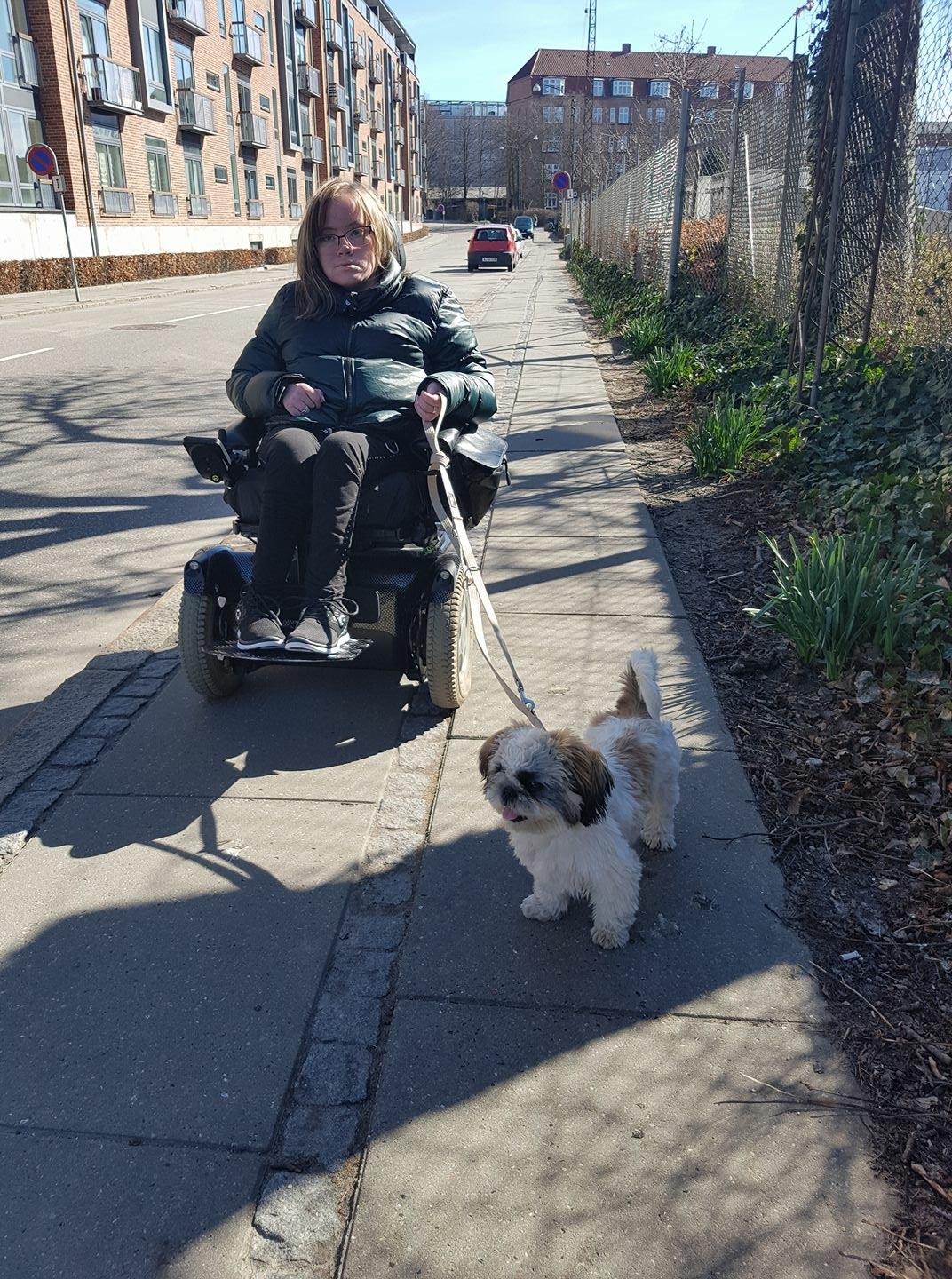 Shih tzu Bella billede 4