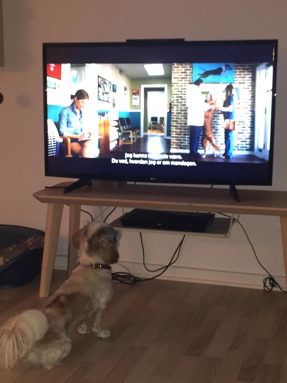 Shih tzu Bella billede 5