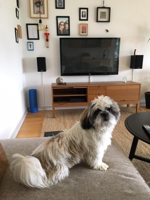 Shih tzu Bella billede 6