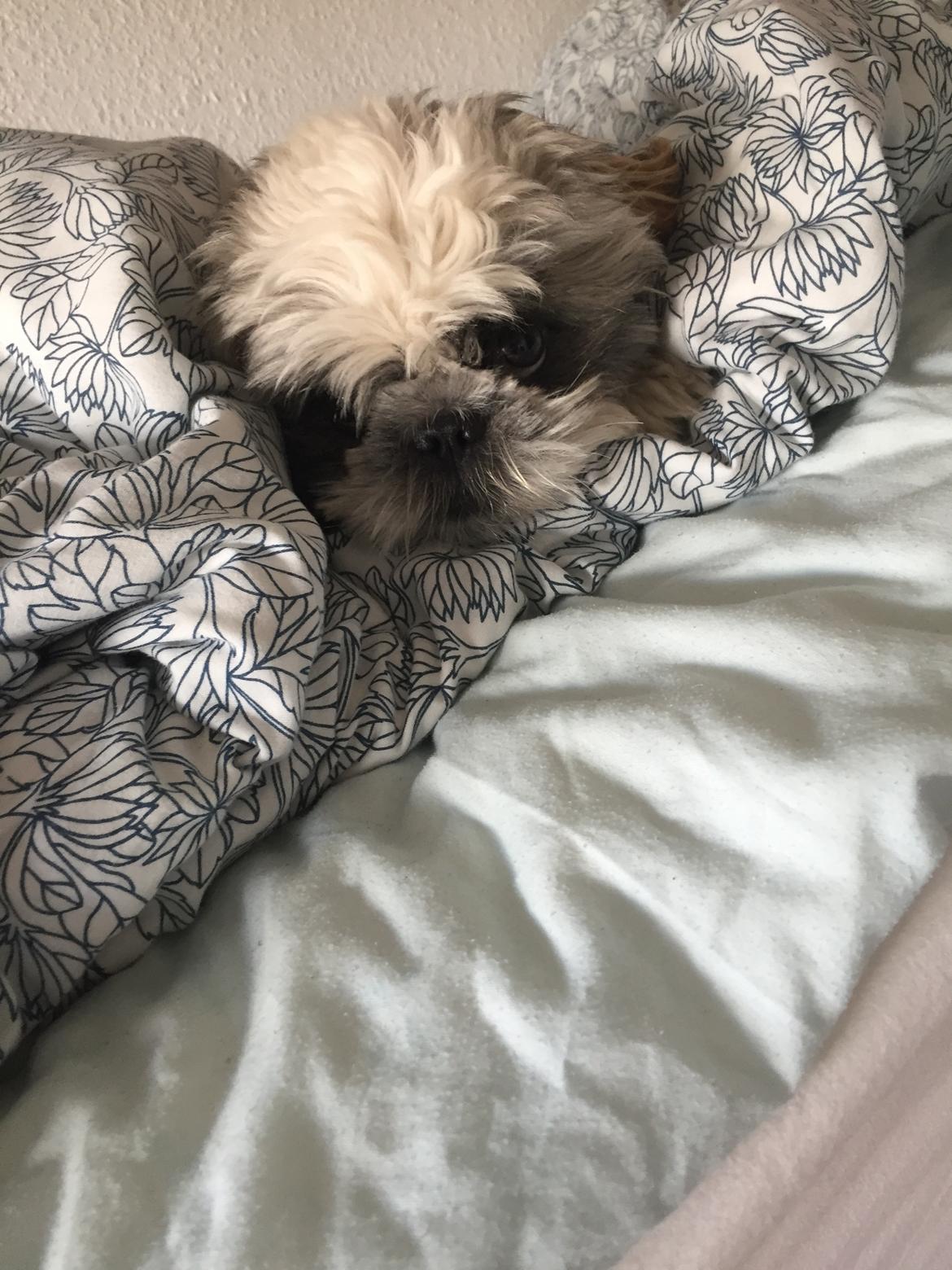 Shih tzu Bella billede 8