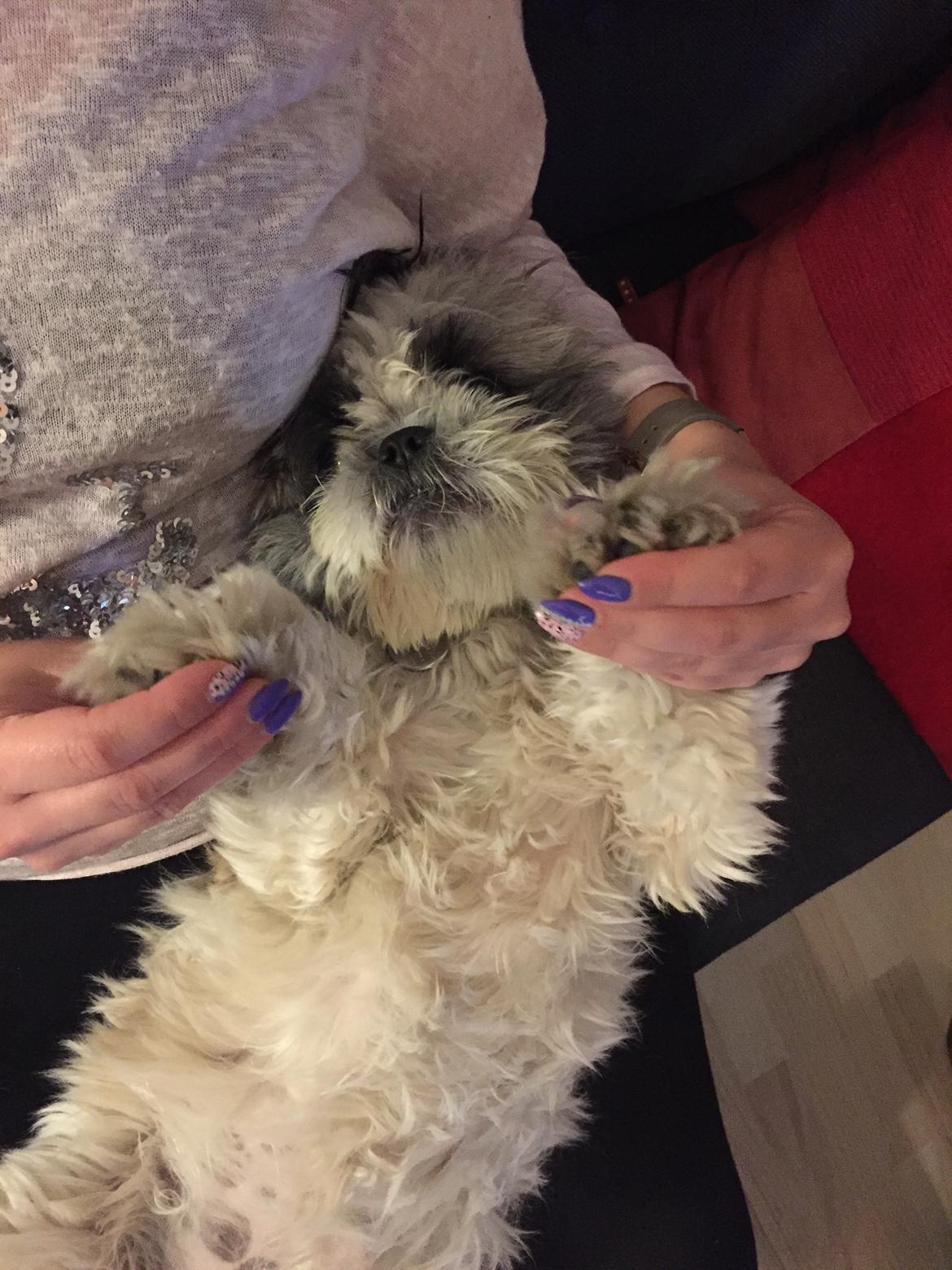 Shih tzu Bella billede 9