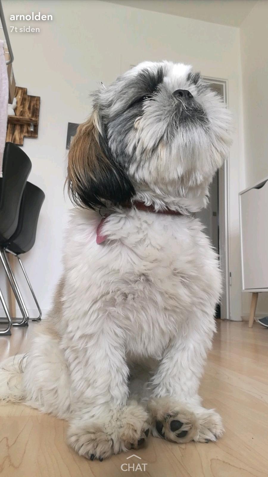 Shih tzu Bella billede 10