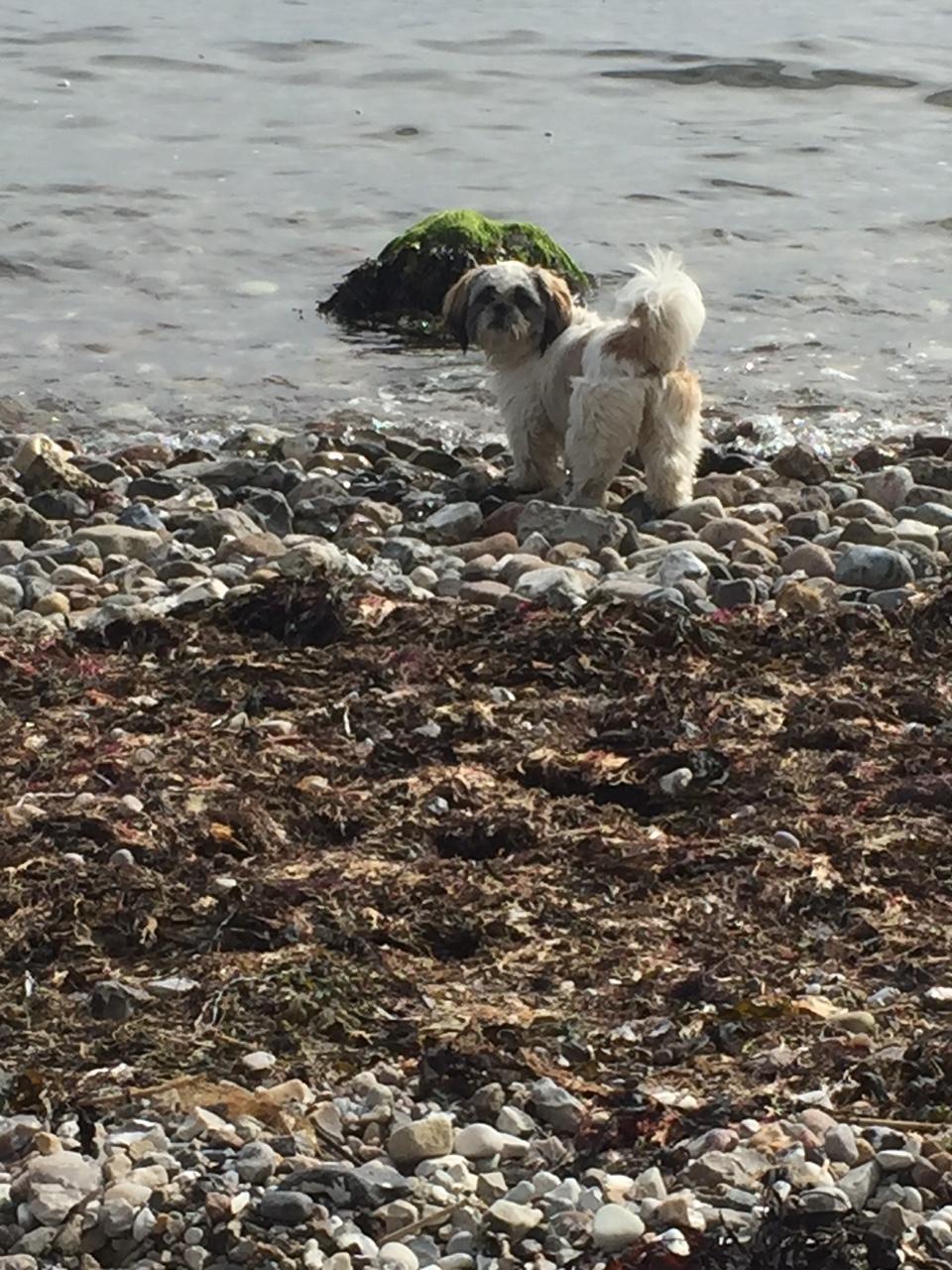 Shih tzu Bella billede 11