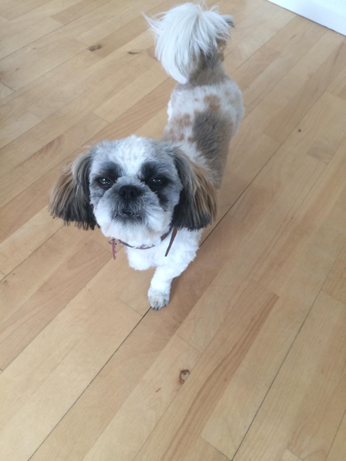 Shih tzu Bella billede 12