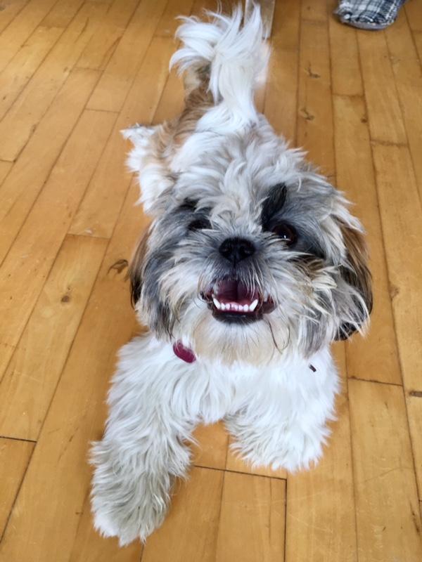 Shih tzu Bella billede 1