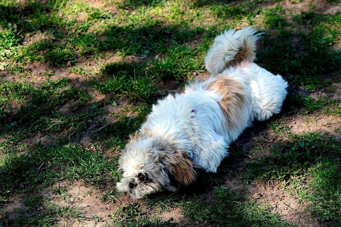 Shih tzu Bella billede 14