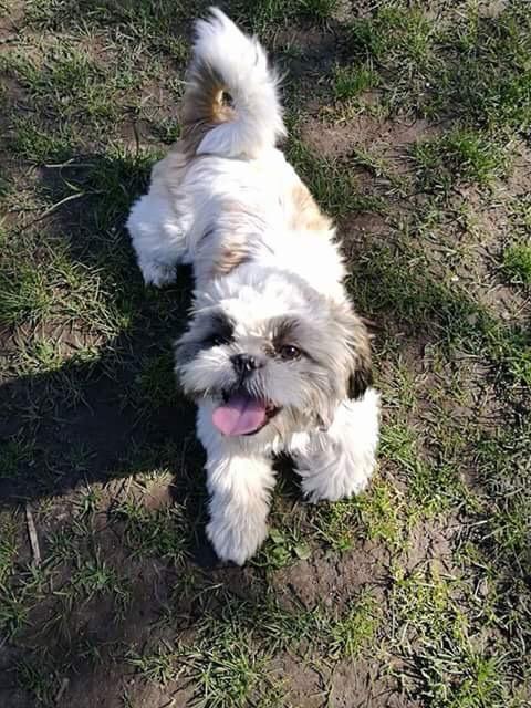 Shih tzu Bella billede 15