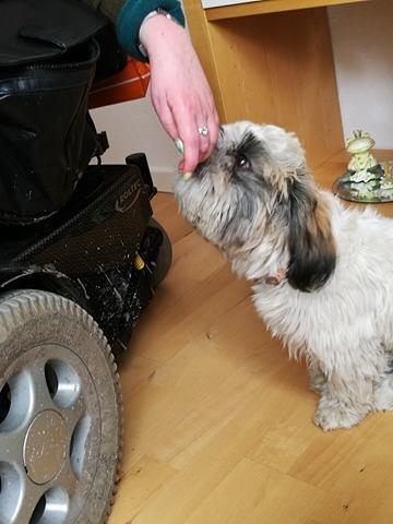 Shih tzu Bella billede 16