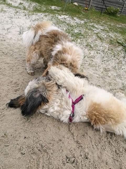 Shih tzu Bella billede 17