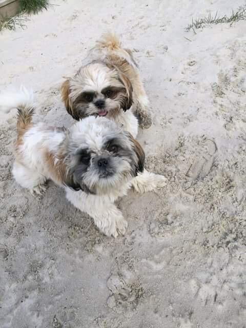 Shih tzu Bella billede 19